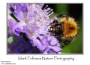 Common carder bee Bombus pascuorum